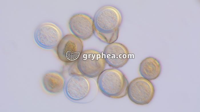 Pollen d'If (Taxus baccata) x100 - gryphea.org